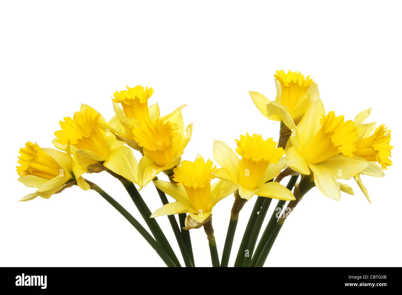 Spray giallo dorato daffodil fiori isolati contro white Foto Stock