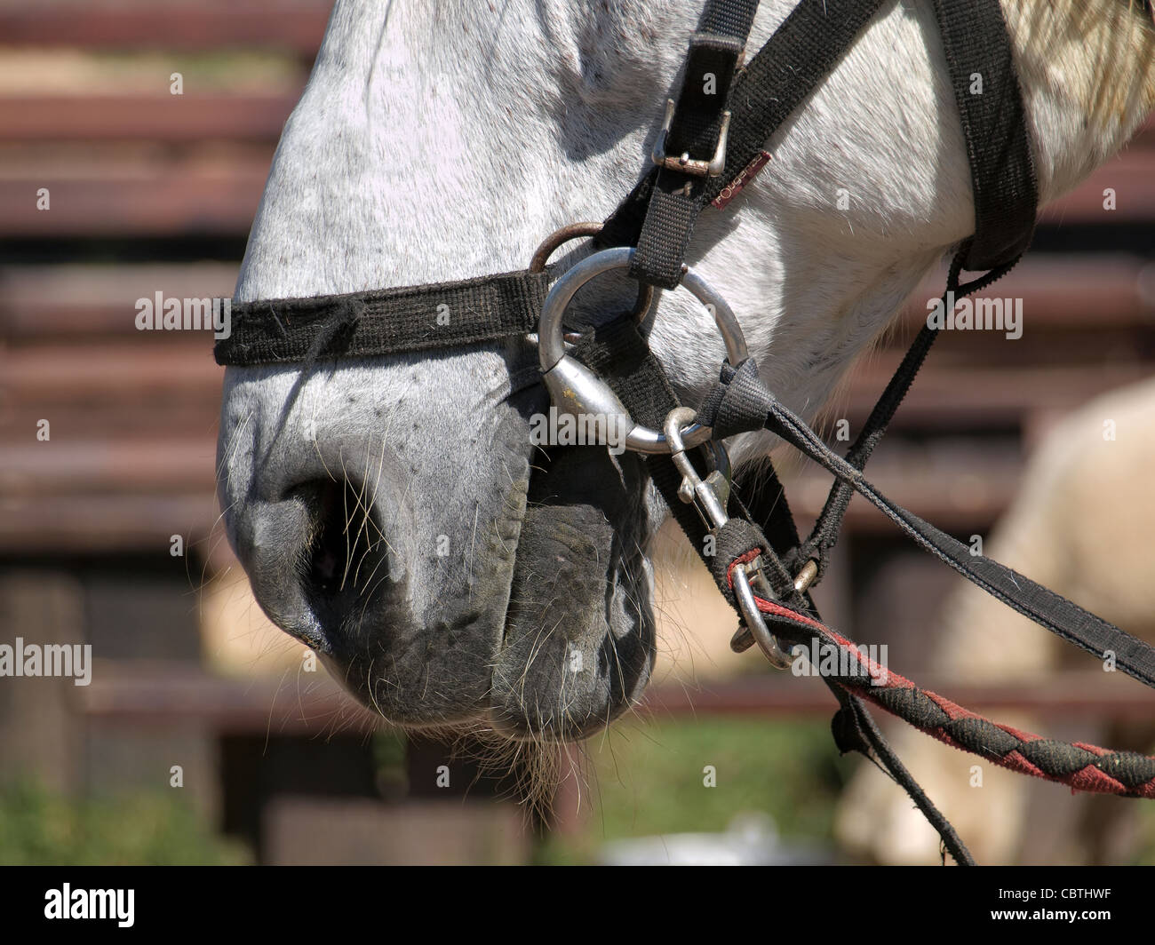 Primo piano di un cavallo bianco la bocca con la briglia e bit Foto Stock