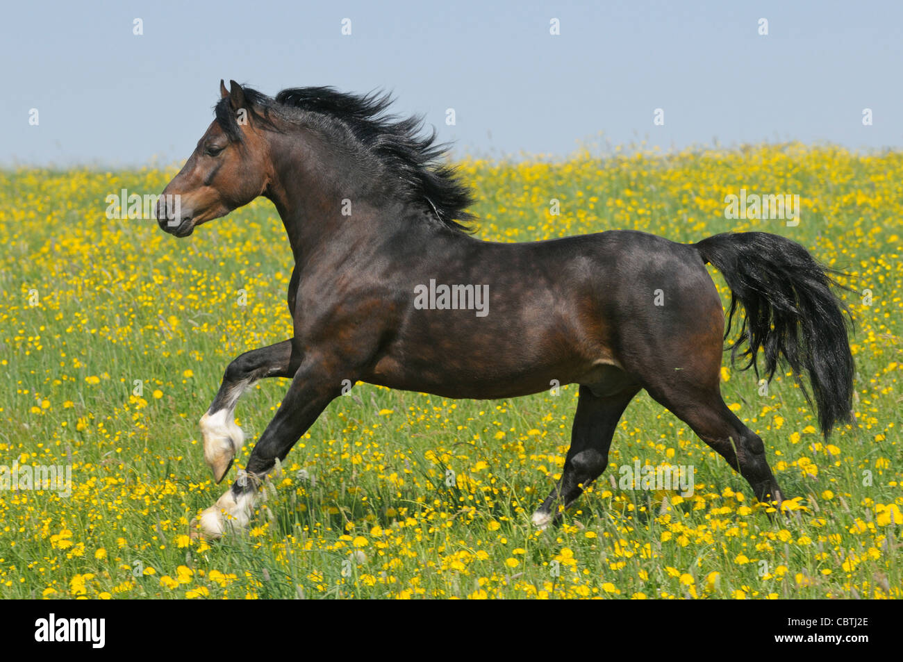 Pony Welsh stallone (sezione C) al galoppo nel campo Foto Stock