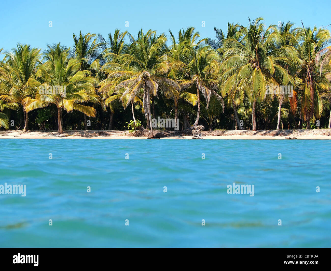 Incontaminato mare tropicale shore con alberi di noce di cocco visto dalla superficie dell'acqua Foto Stock