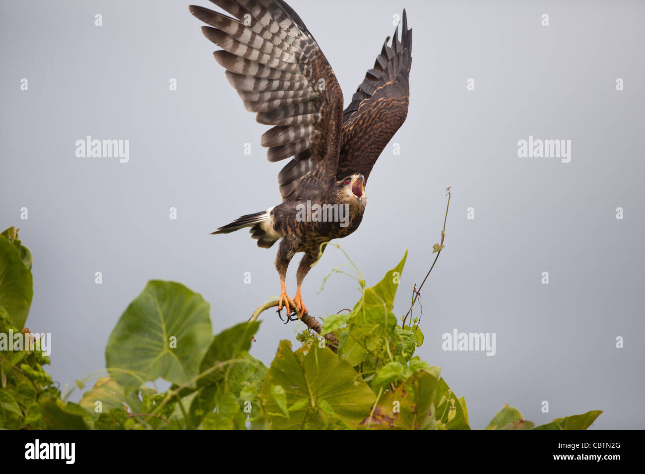 Kite di lumaca giovanile, Rostramus sociabilis, al lago di Gatun, parco nazionale di Soberania, provincia di Colon, Repubblica di Panama, America Centrale. Foto Stock