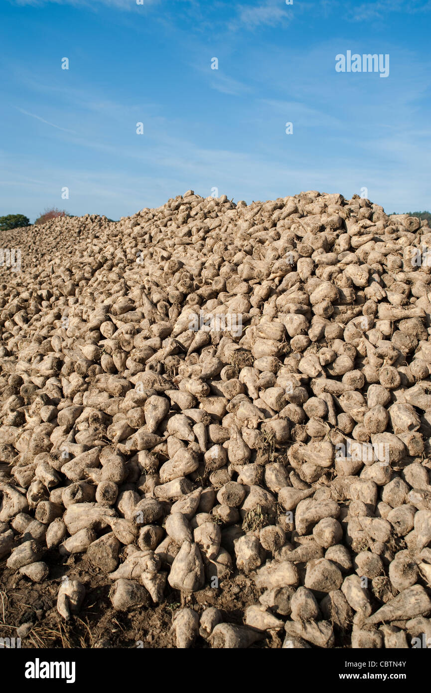 Una montagna di raccolta delle barbabietole da zucchero Foto Stock