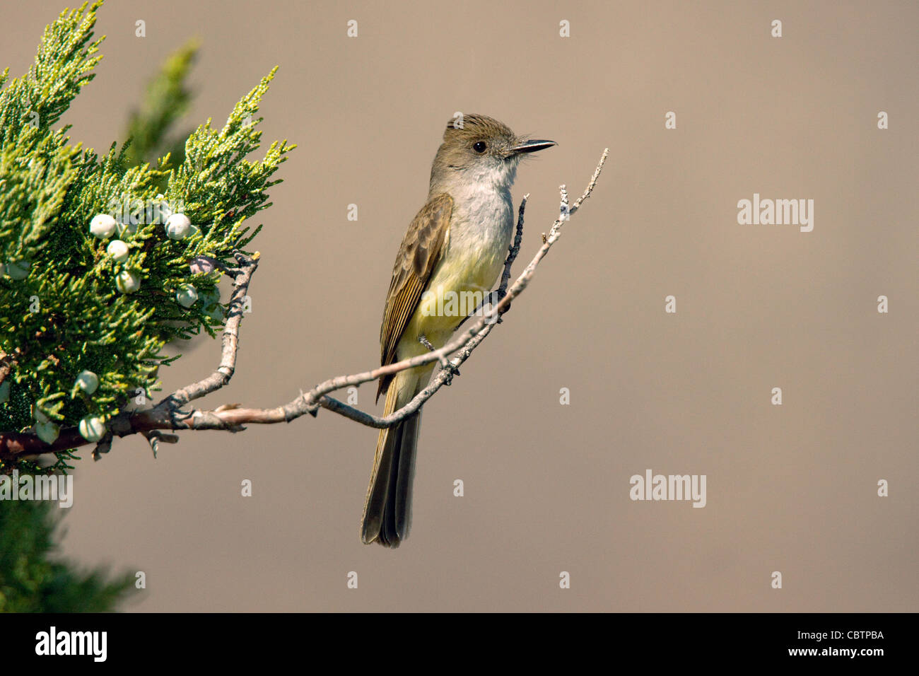 Dusky-capped Flycatcher Myiarchus tuberculifer Santa Rita montagne, Santa Cruz County, Arizona, Stati Uniti 3 giugno adulto Foto Stock