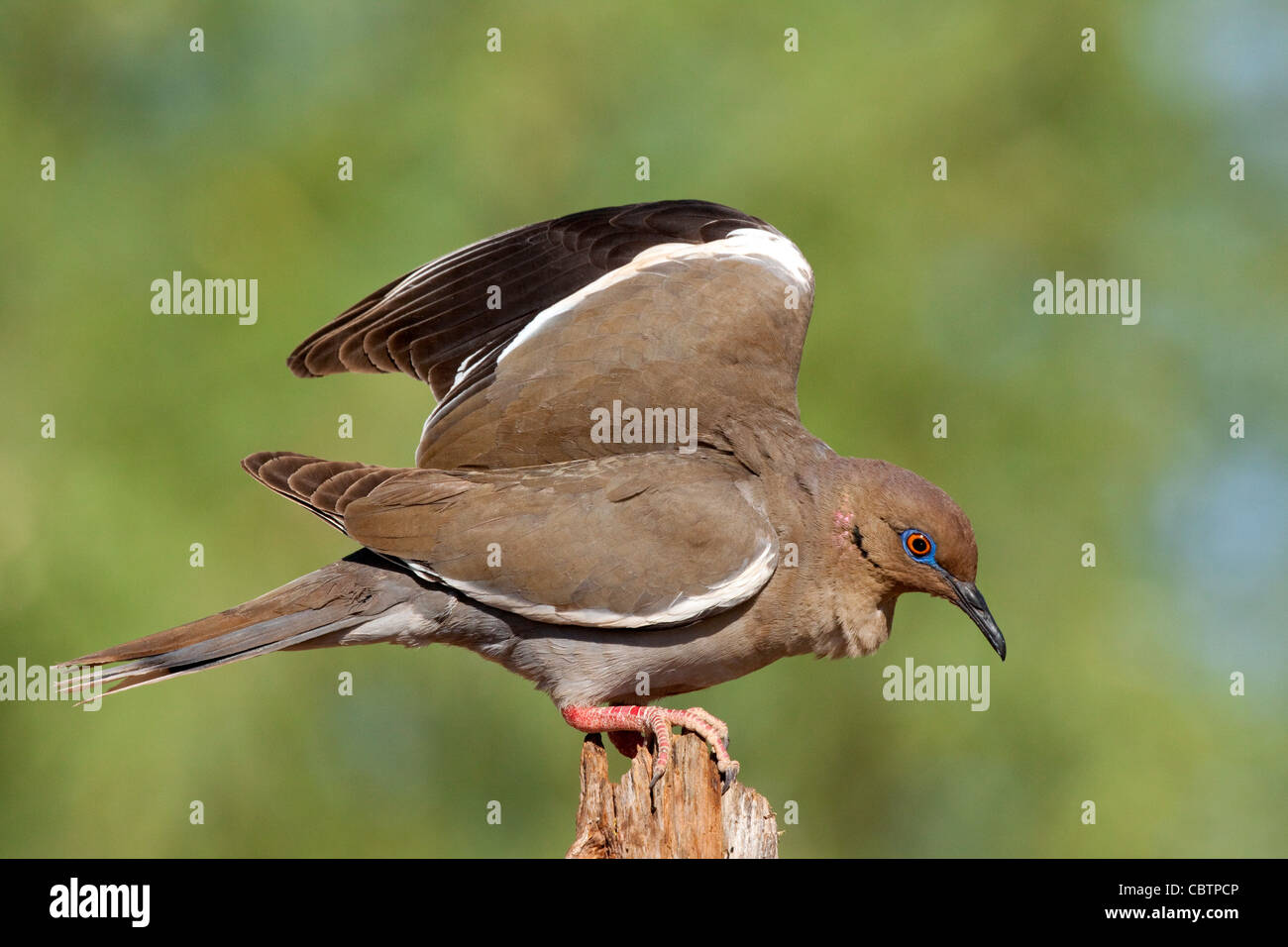 Bianco-winged Colomba Zenaida asiatica Amado, Santa Cruz County, Arizona, Stati Uniti 3 giugno adulto con unica più scuro di colore marrone. Foto Stock