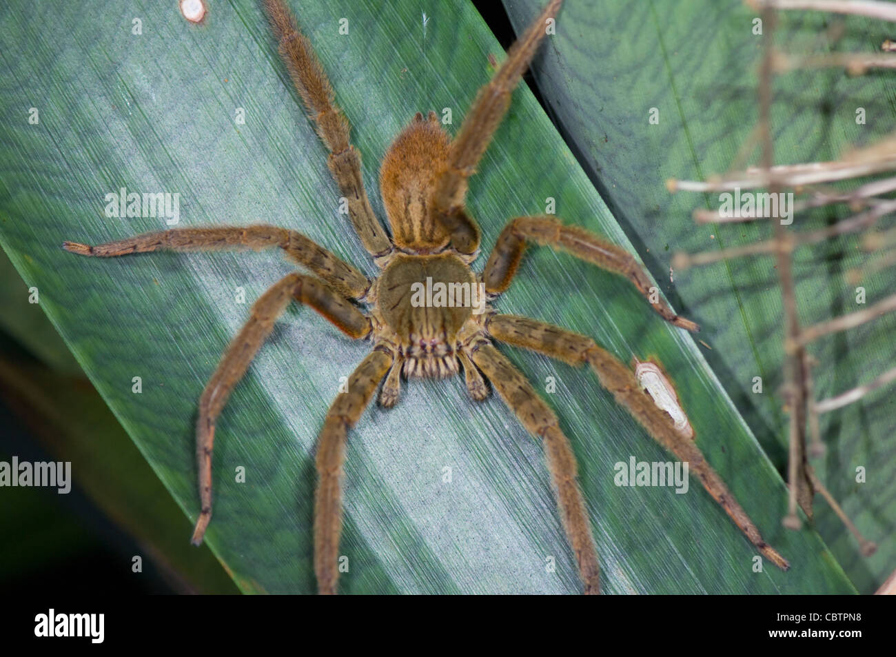 Wolf Spider, Costa Rica Foto Stock