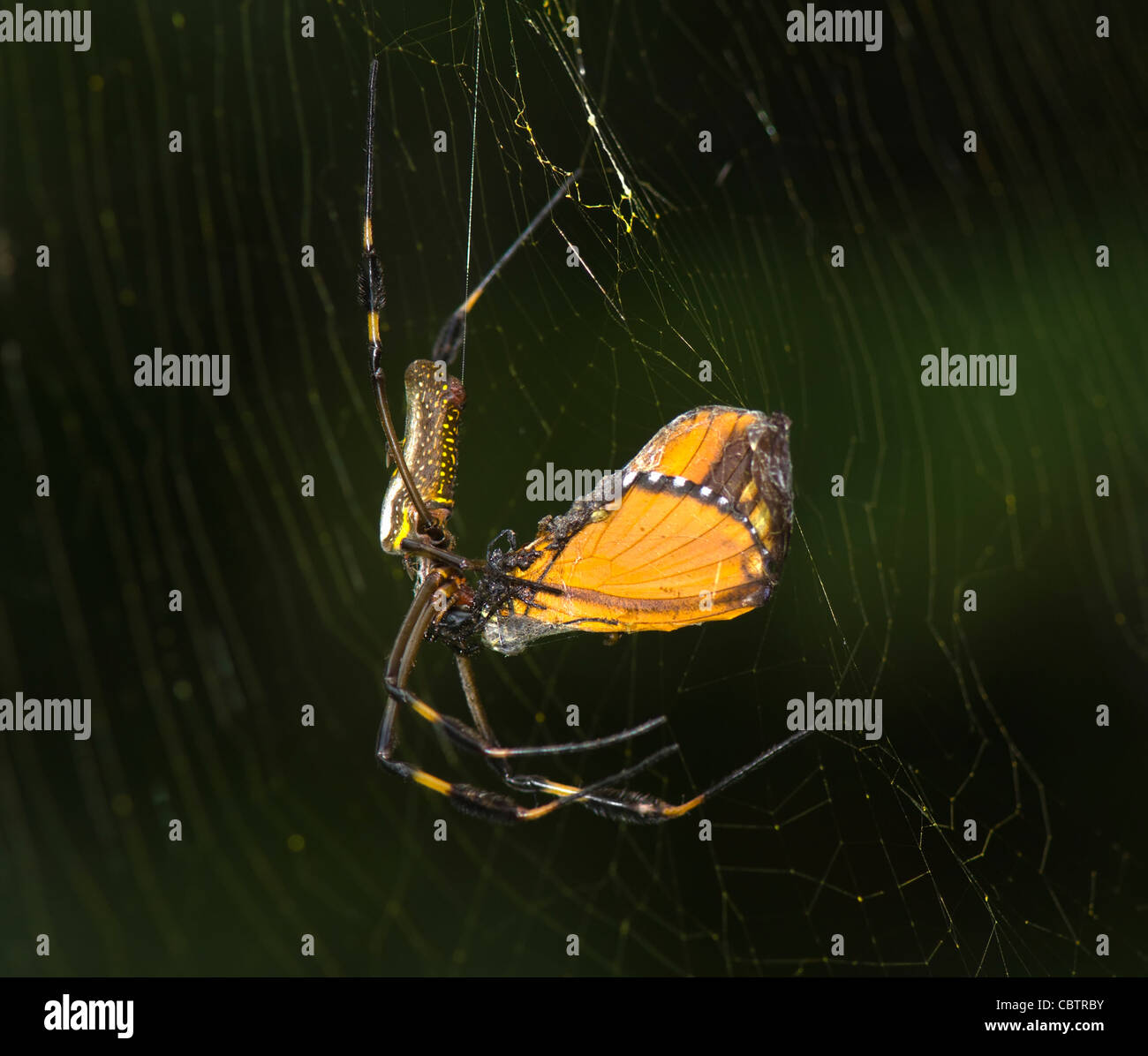 Golden Orb Ragno con preda (Nephila clavipes), Costa Rica Foto Stock