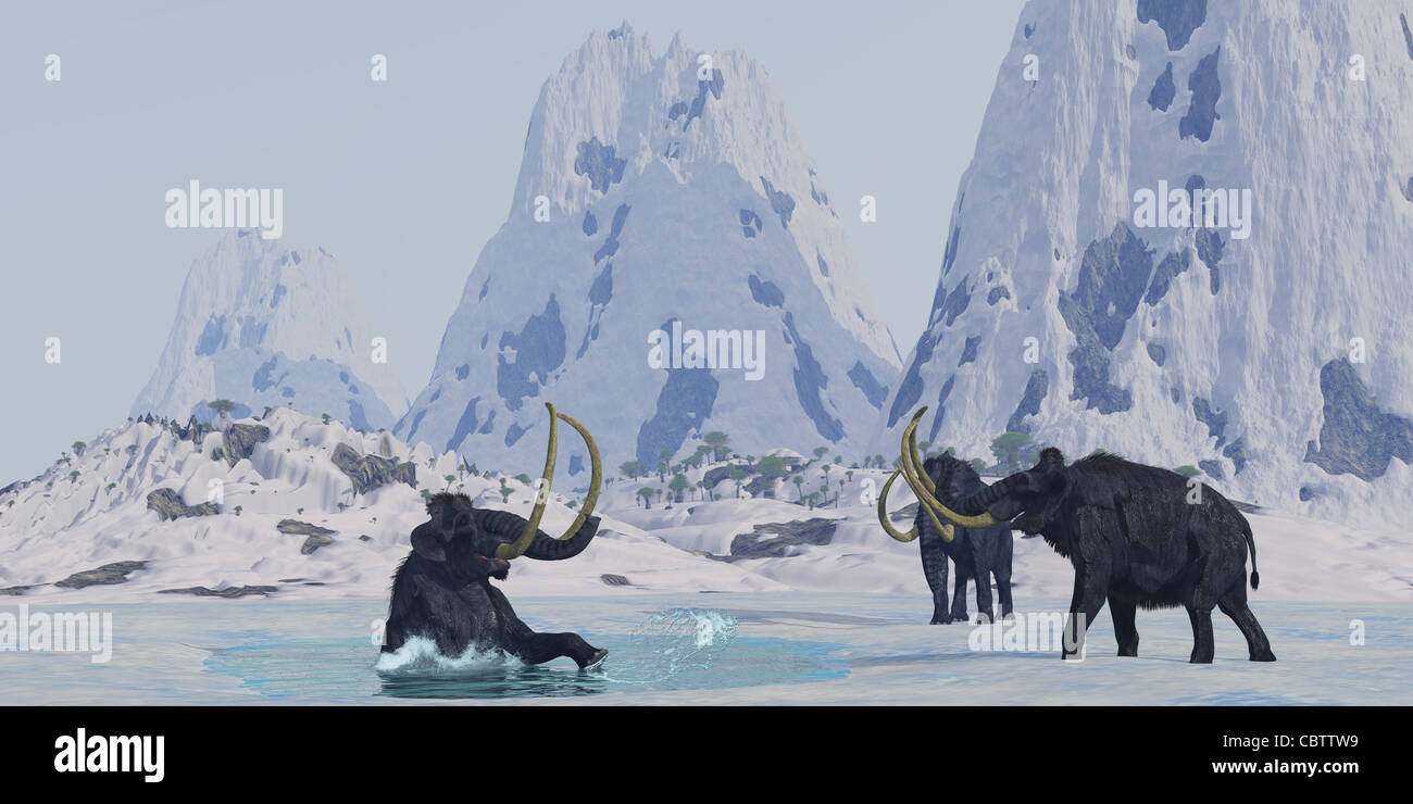 Un toro da un mammut lanosi mandria lotte per la sopravvivenza dopo egli cade attraverso il ghiaccio su un lago ghiacciato. Foto Stock