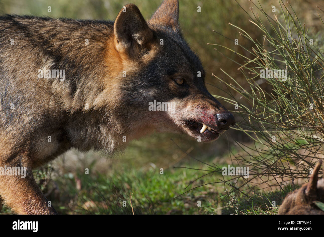 Lupo iberico (Canis lupus signatus) lupo iberico alimentazione su cervi condizioni controllate Granada, Spagna Foto Stock