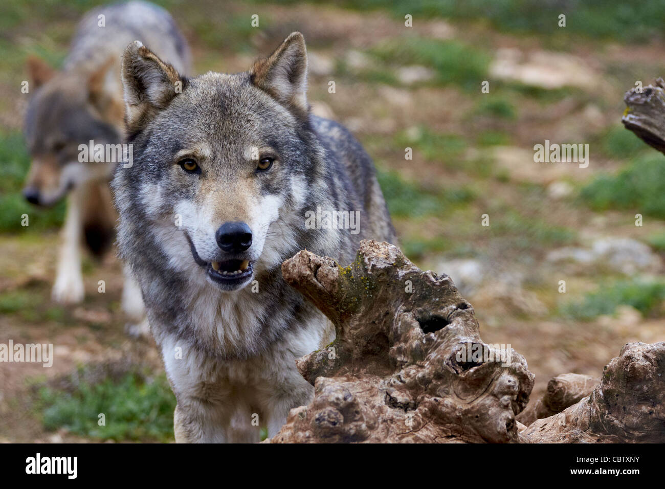 lobo europeo, lupo, lupo europeo (Canis lupus lupus) Foto Stock
