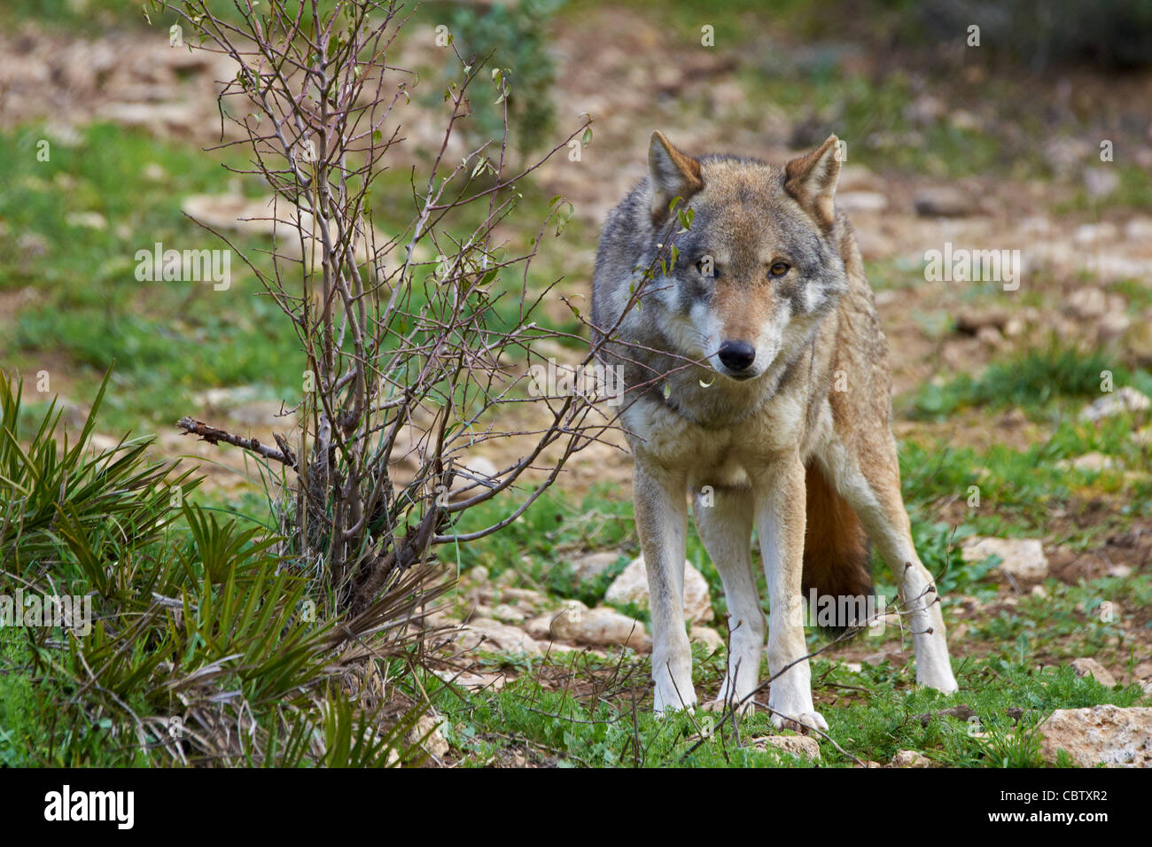 lobo europeo, lupo, lupo europeo (Canis lupus lupus) Foto Stock