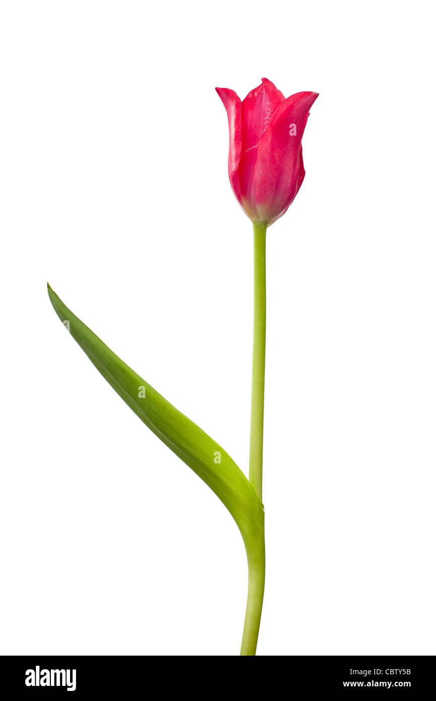 Unico Red tulip isolati su sfondo bianco Foto Stock