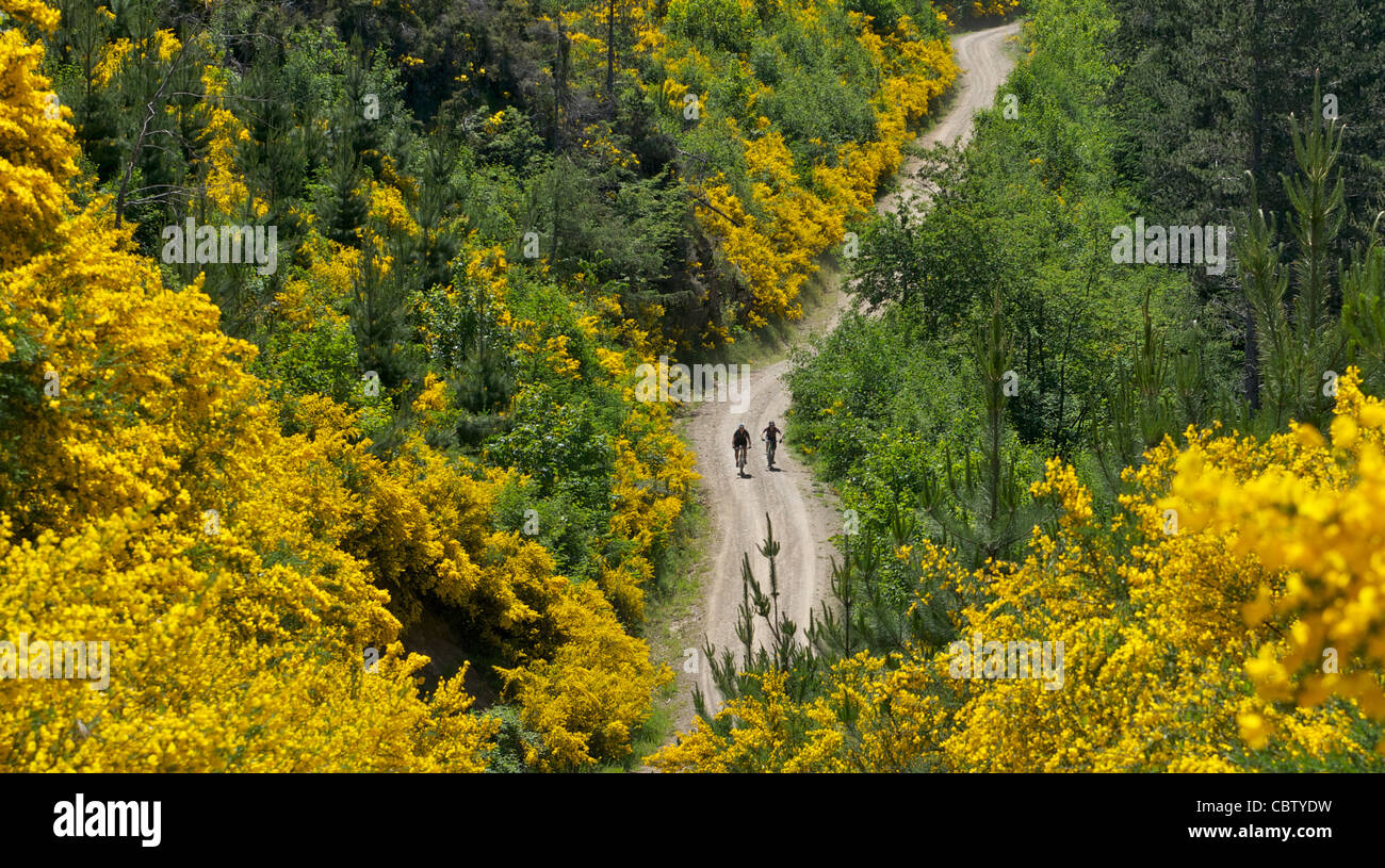 Due mountain bike racing passato scopa fragrante verso Hanmer Springs Isola del Sud della Nuova Zelanda Foto Stock