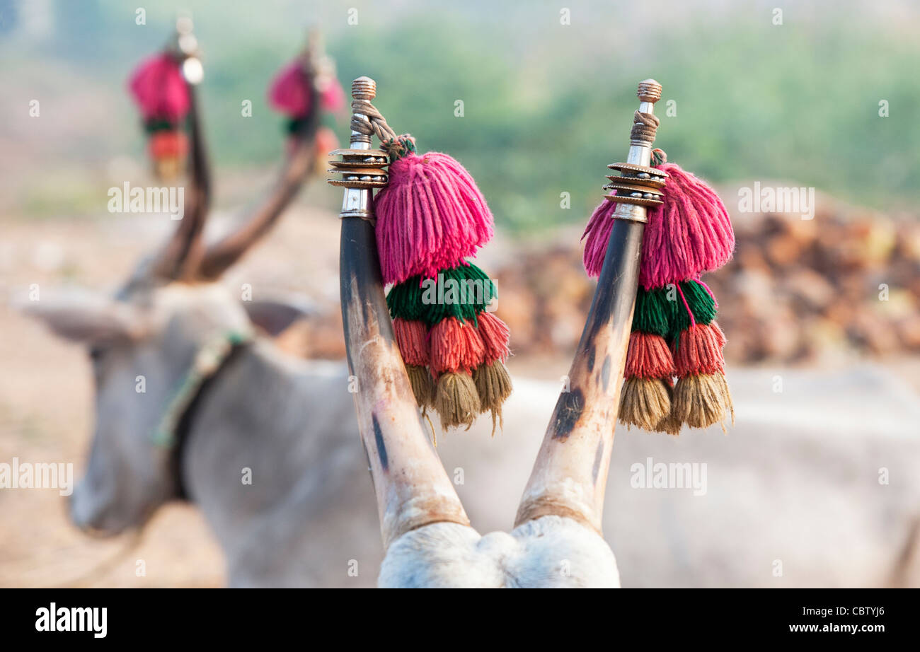 Bos primigenius indicus . Indian zebù / humped bestiame con decorazioni di clacson e le campane. Andhra Pradesh, India Foto Stock