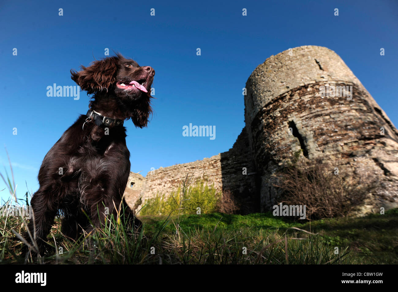 Lavorando cocker spaniel al Castello di Pevensey, East Sussex Foto Stock