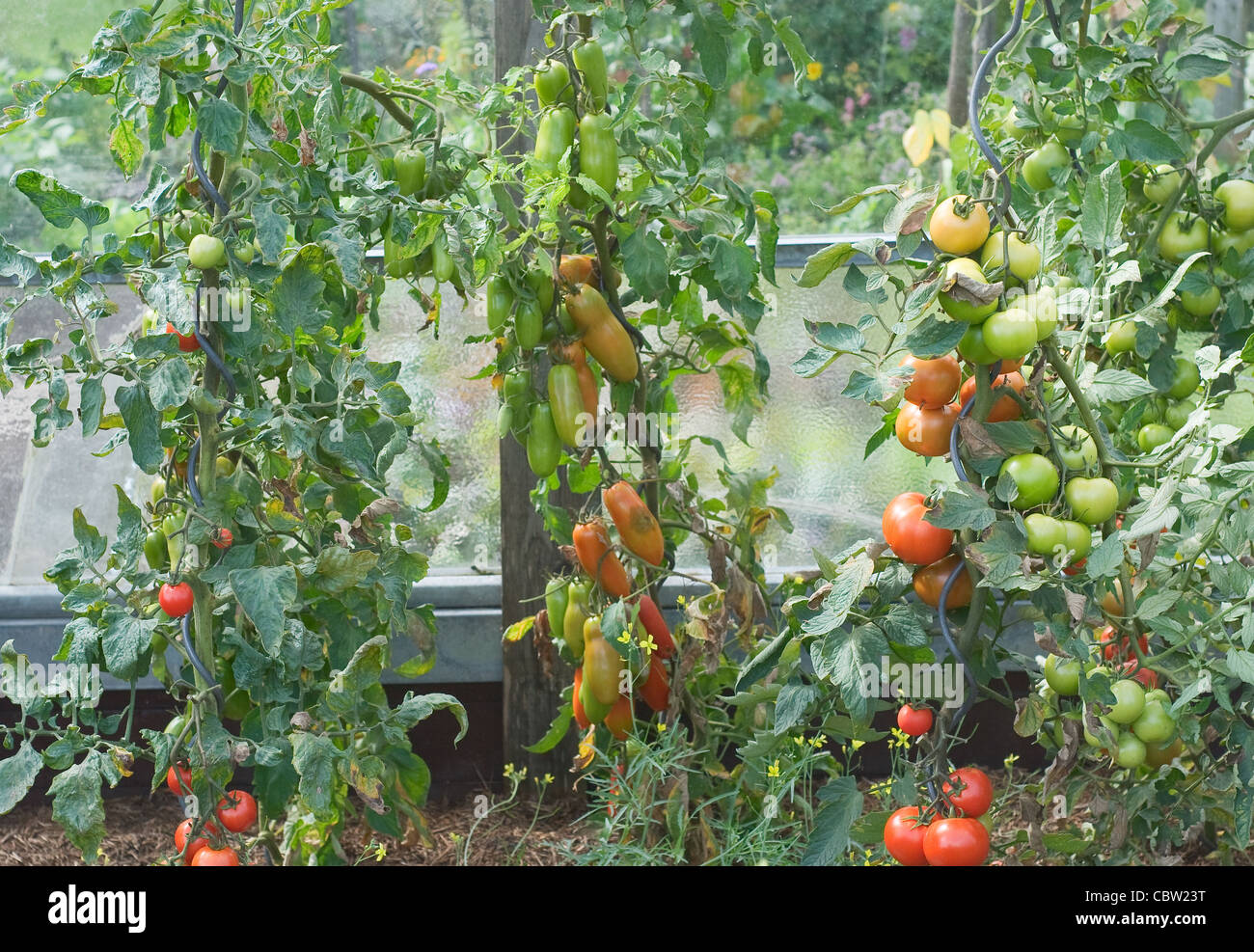 Orto con fresco e nutriente e pomodori Foto Stock