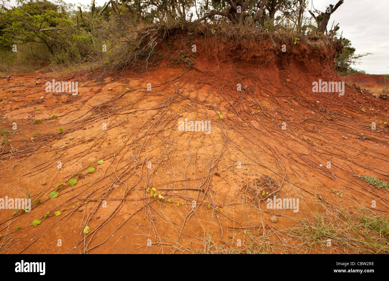 Suoli erosi in Sarigua national park (deserto), Herrera provincia, Repubblica di Panama. Foto Stock