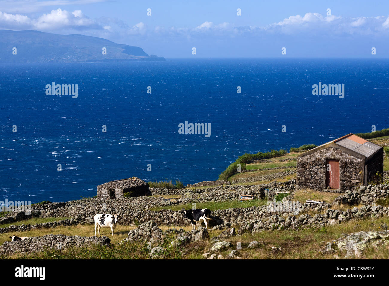Flores visto dall'isola del Corvo, il più piccolo e isolato isole delle Azzorre. Le mucche al pascolo Foto Stock