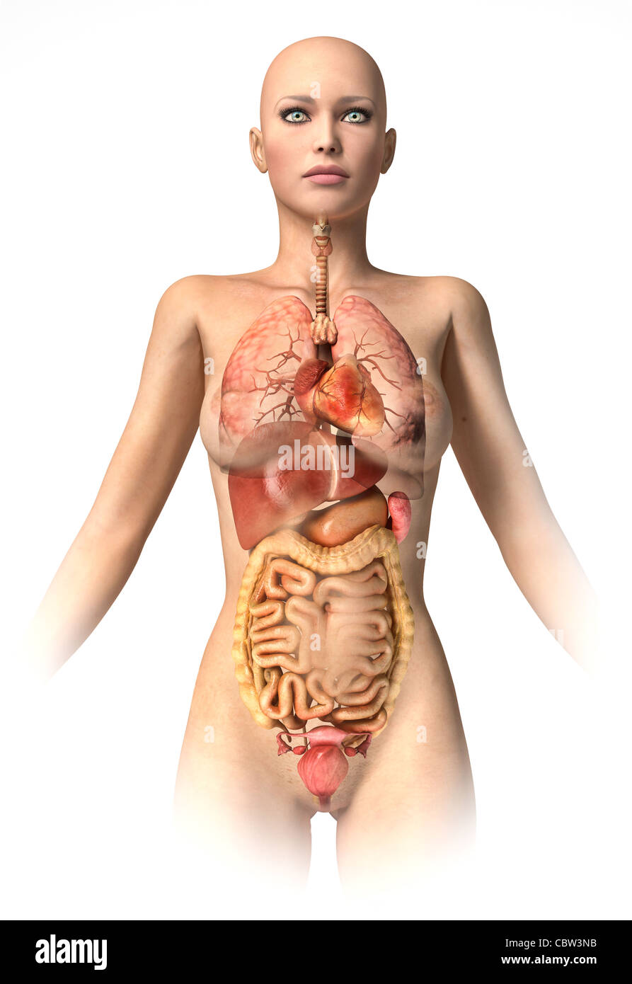 Corpo di donna con organi interni sovrapposti. Con percorso di clipping incluso. Immagine di anatomia. Foto Stock
