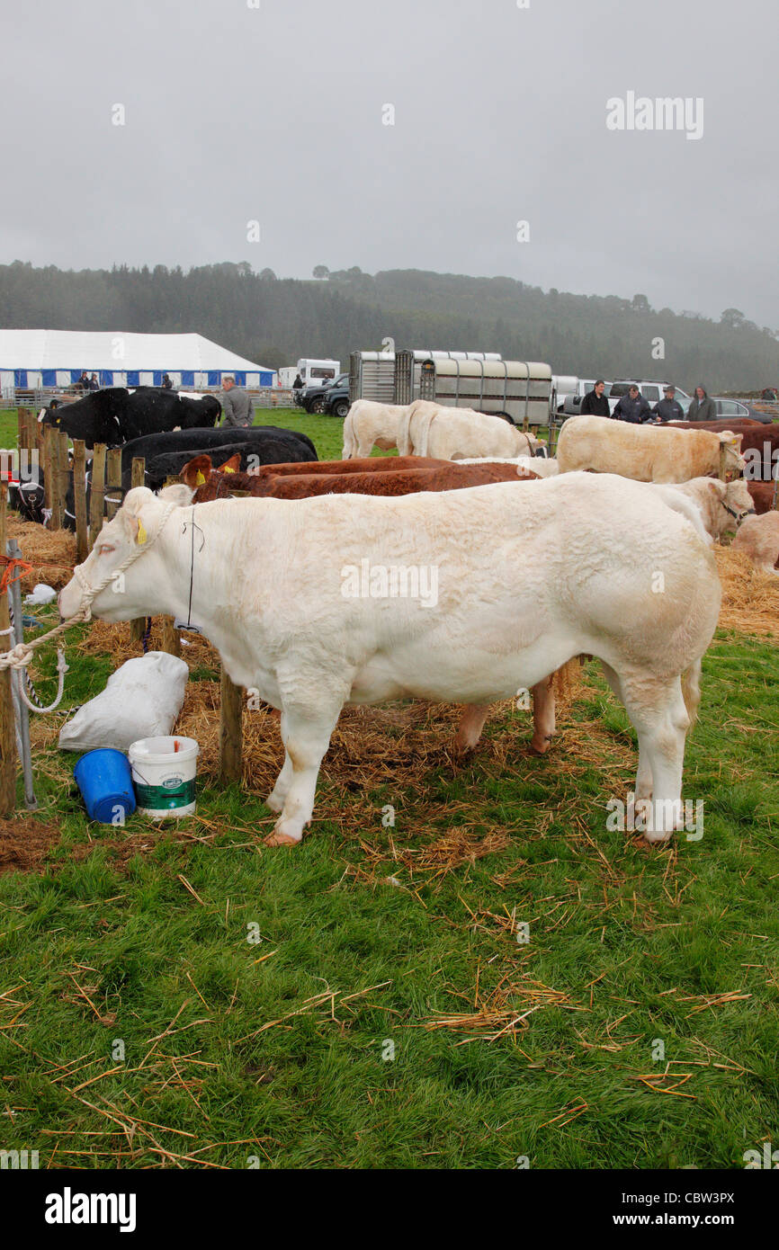 Belga Blue torello alla Hesket Newmarket Società Agricola mostrano vicino Calbeck, Cumbria, Regno Unito, Foto Stock
