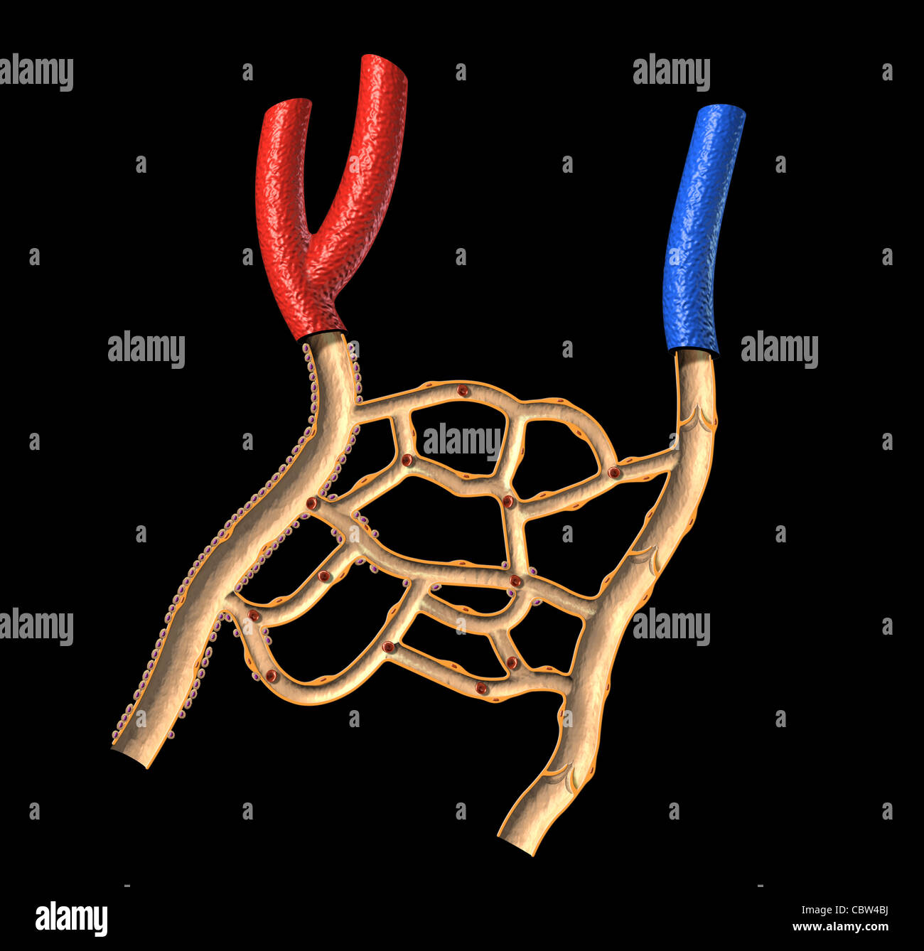 Human vene e arterie diagramma in sezione, su sfondo nero, con percorso di clipping. Foto Stock