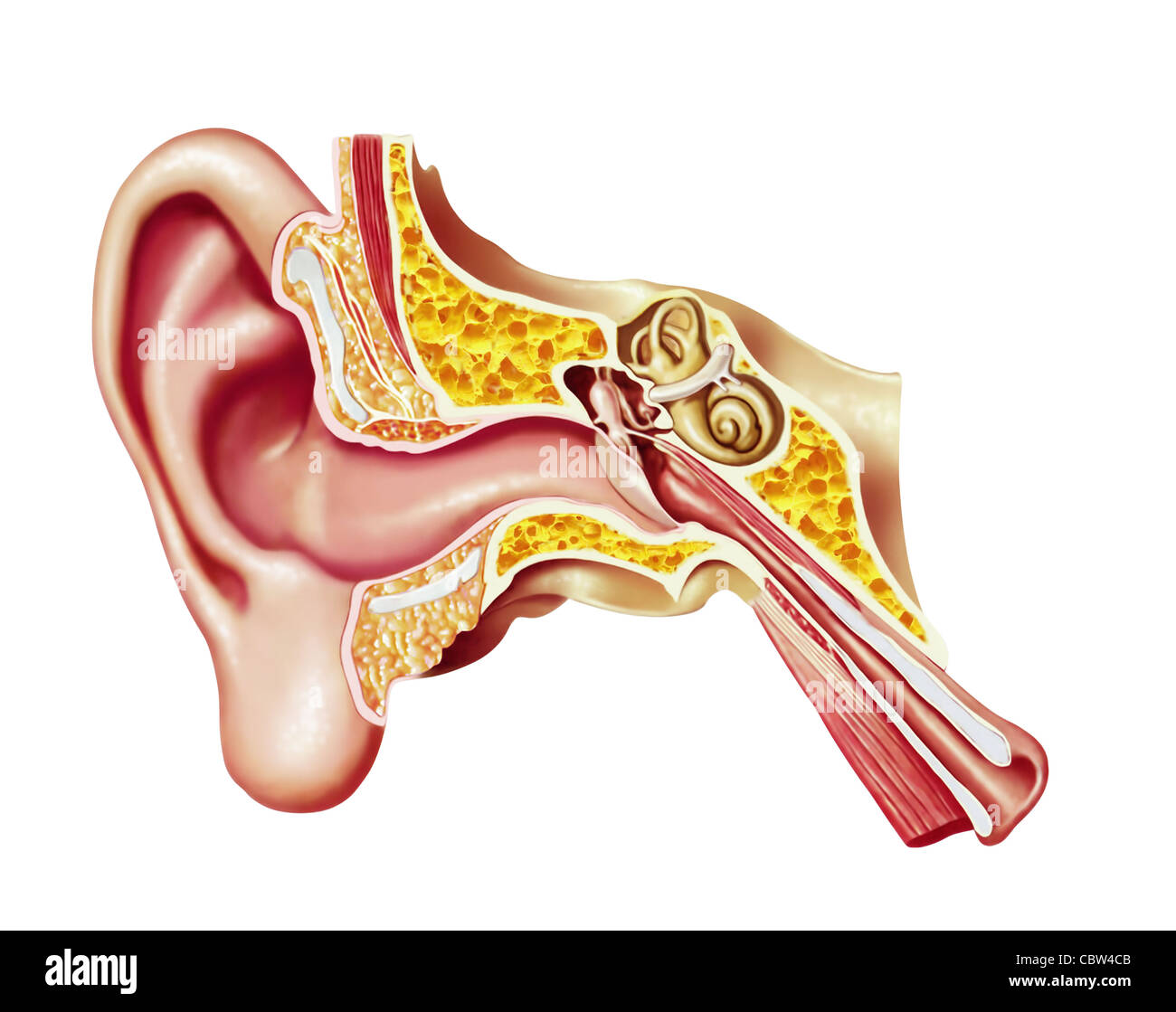 Orecchio umano diagramma in sezione. Anatomia illustrazione. Foto Stock