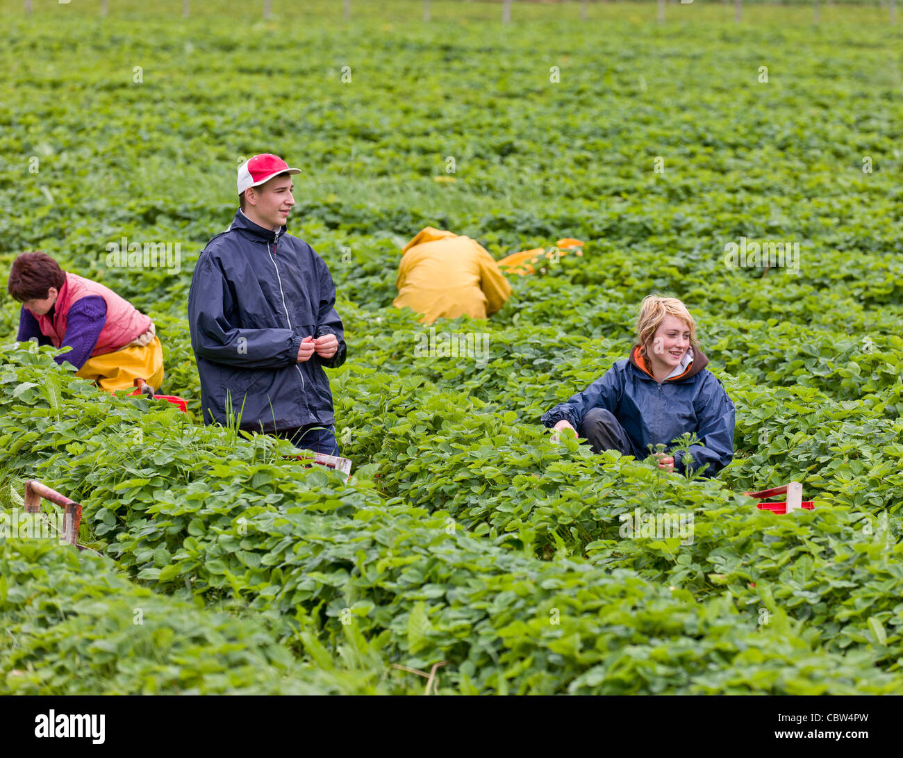 La raccolta di fragole, Norvegia Foto Stock