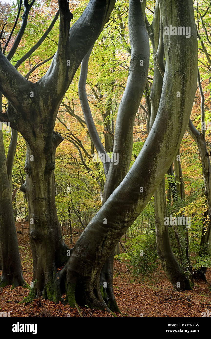 Faggeta in autunno operaio di legno, Stroud Foto Stock