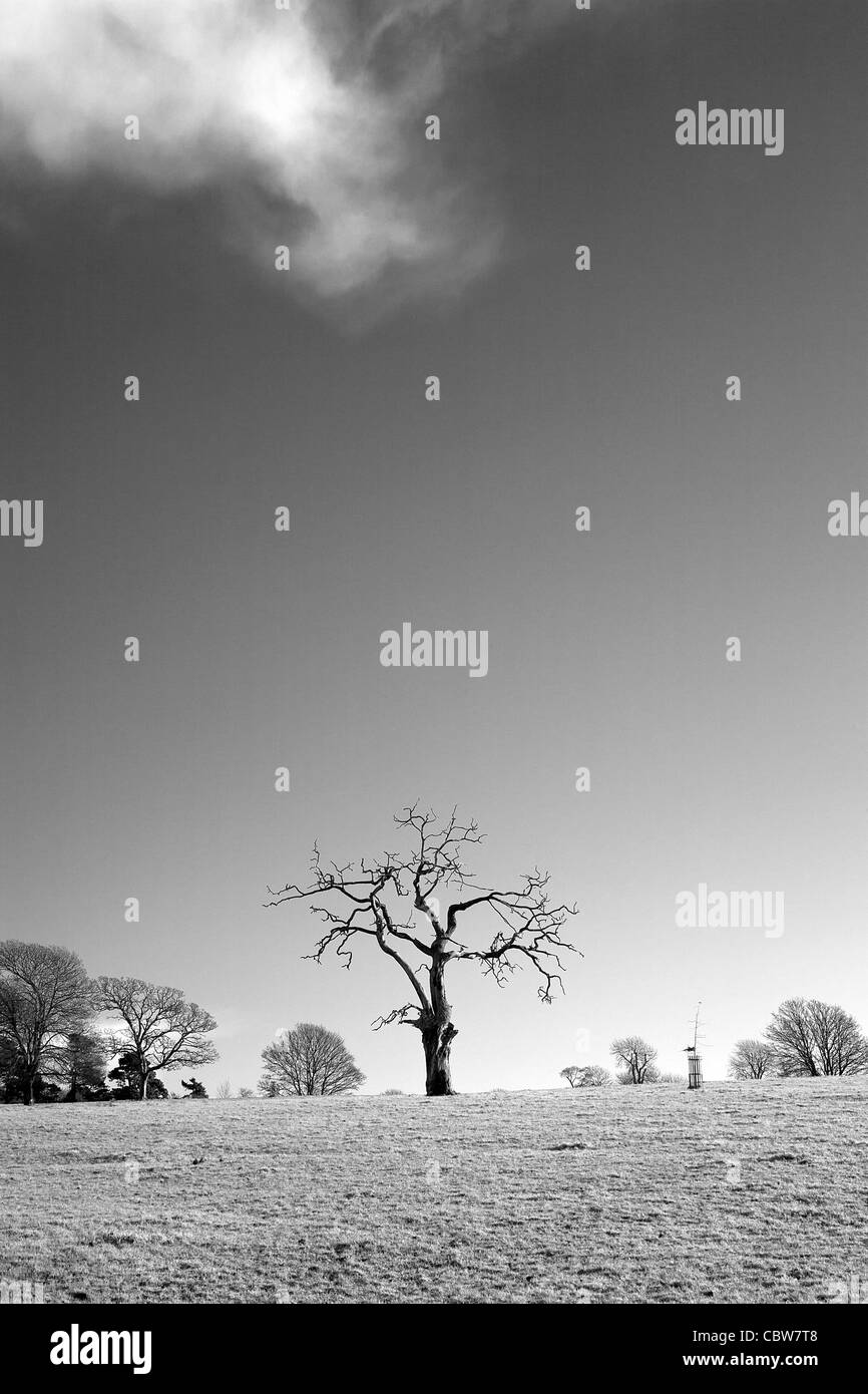 Immagine in bianco e nero di morti e twisted tree. Foto Stock