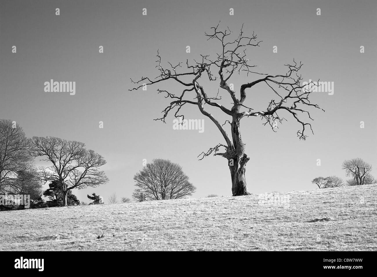 Nei pressi di silhouette di 'eiettato Oak tree" in bianco e nero Foto Stock