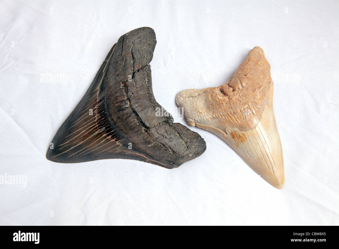 Megalodon denti di squalo fossile Foto Stock