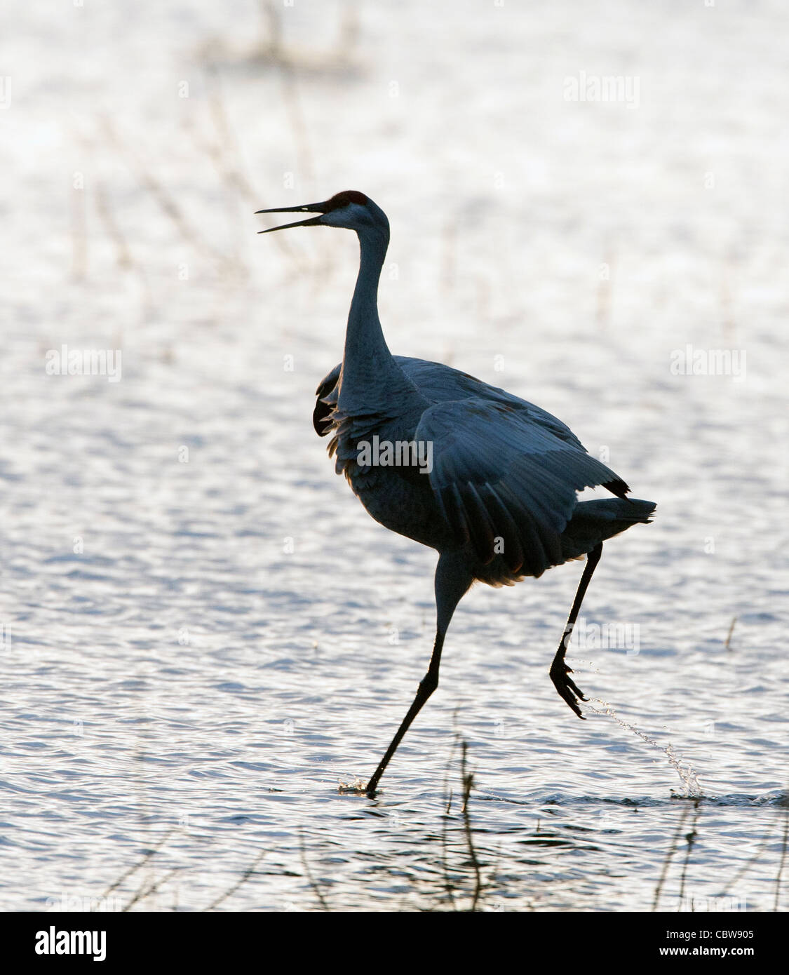 Sandhill Crane ha una silhouette che corre in un laghetto aperto Foto Stock