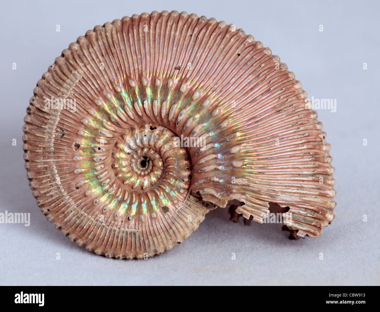 Fossil shell spiral immagini e fotografie stock ad alta risoluzione - Alamy