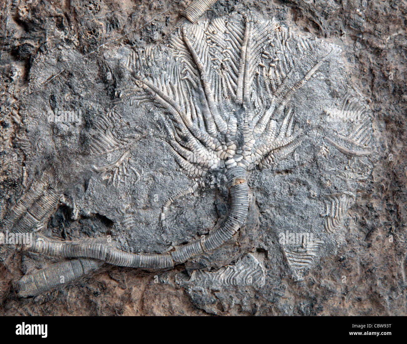 Scyphocrinus elegans, giglio di mare fossile, Crinoide Foto Stock