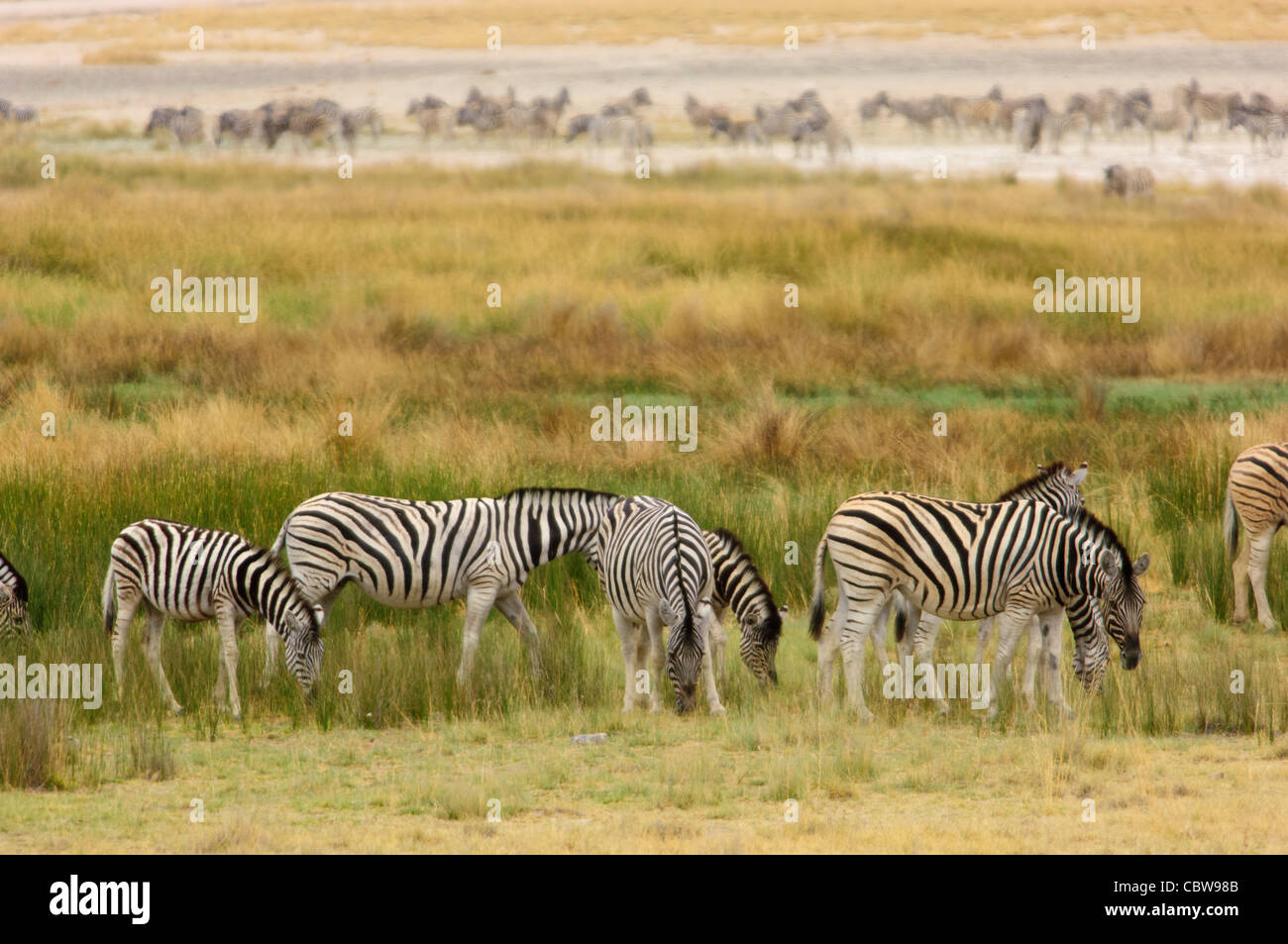 Pascolo di mandrie di Burchell zebre (Equus quagga Burchellii). Il Parco Nazionale di Etosha. La Namibia. Foto Stock