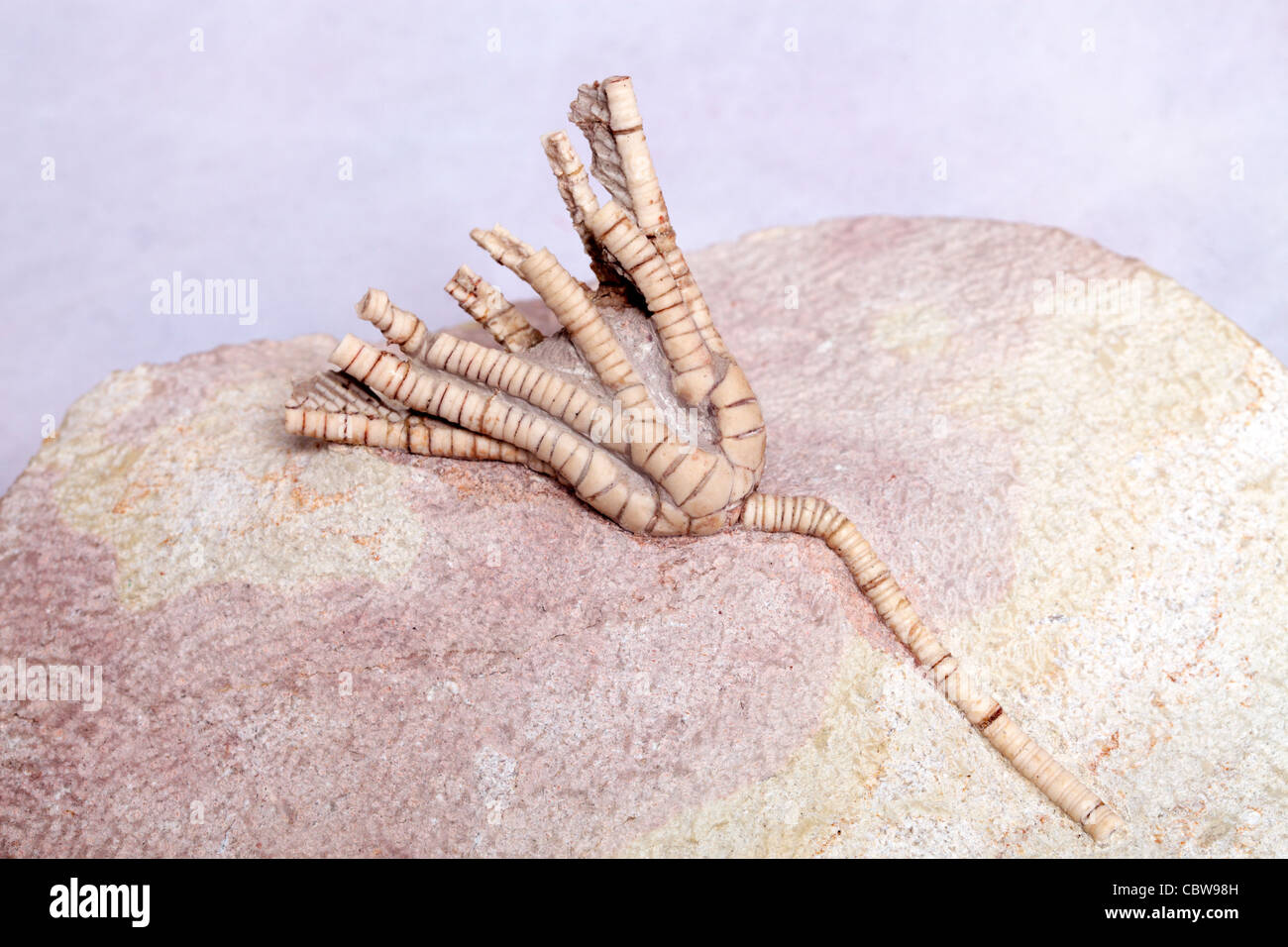 Scyphocrinus elegans, giglio di mare fossile, Crinoide Foto Stock