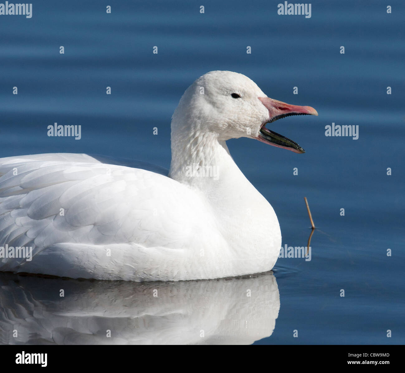 Snow Goose on Pond Beak Open Foto Stock