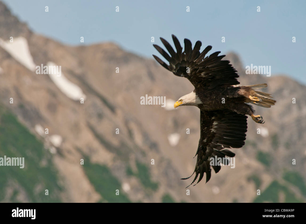 Foto di stock di un aquila calva battenti passato una montagna. Foto Stock