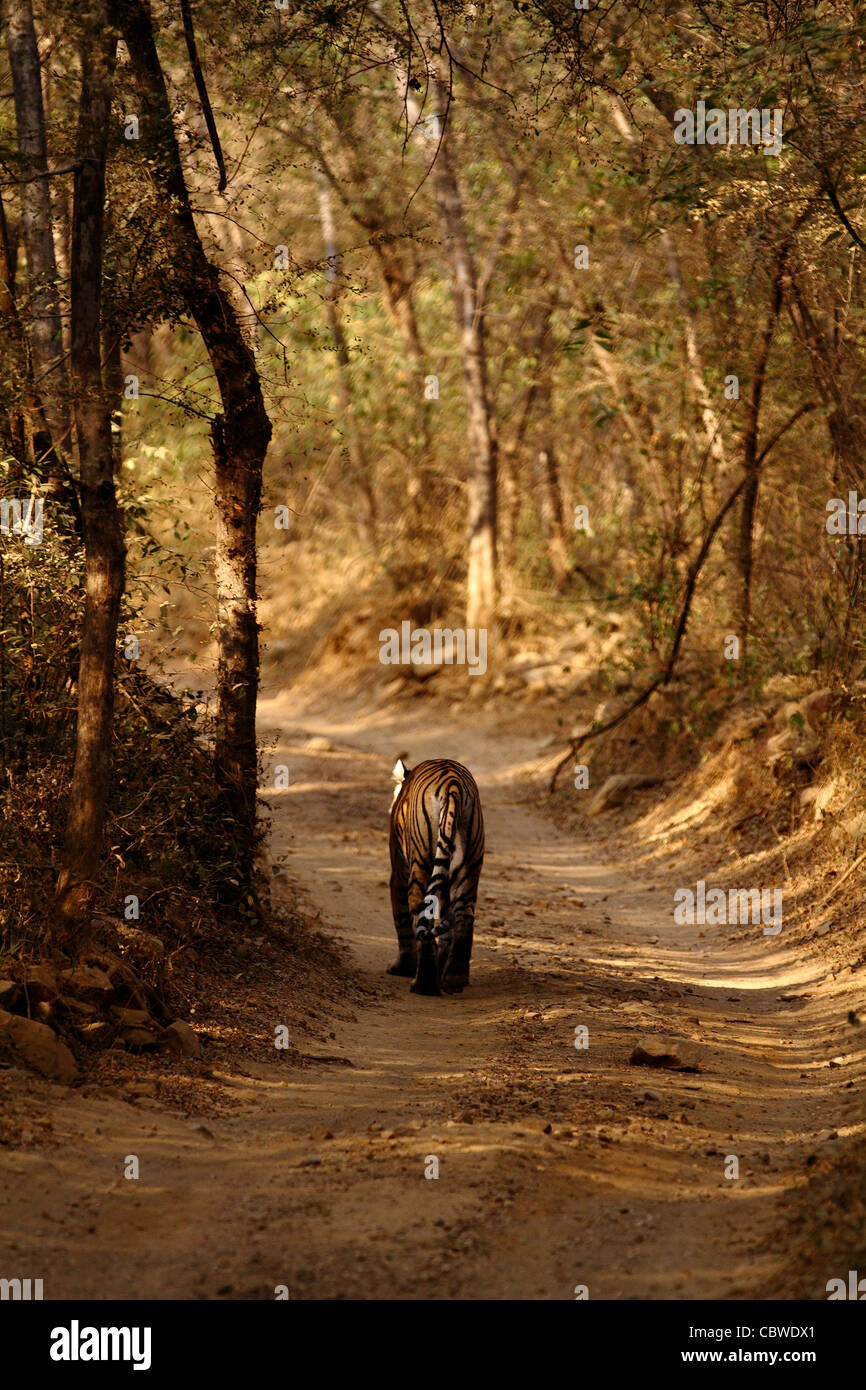 Royal tigre del Bengala a secco di bosco di latifoglie Foto Stock