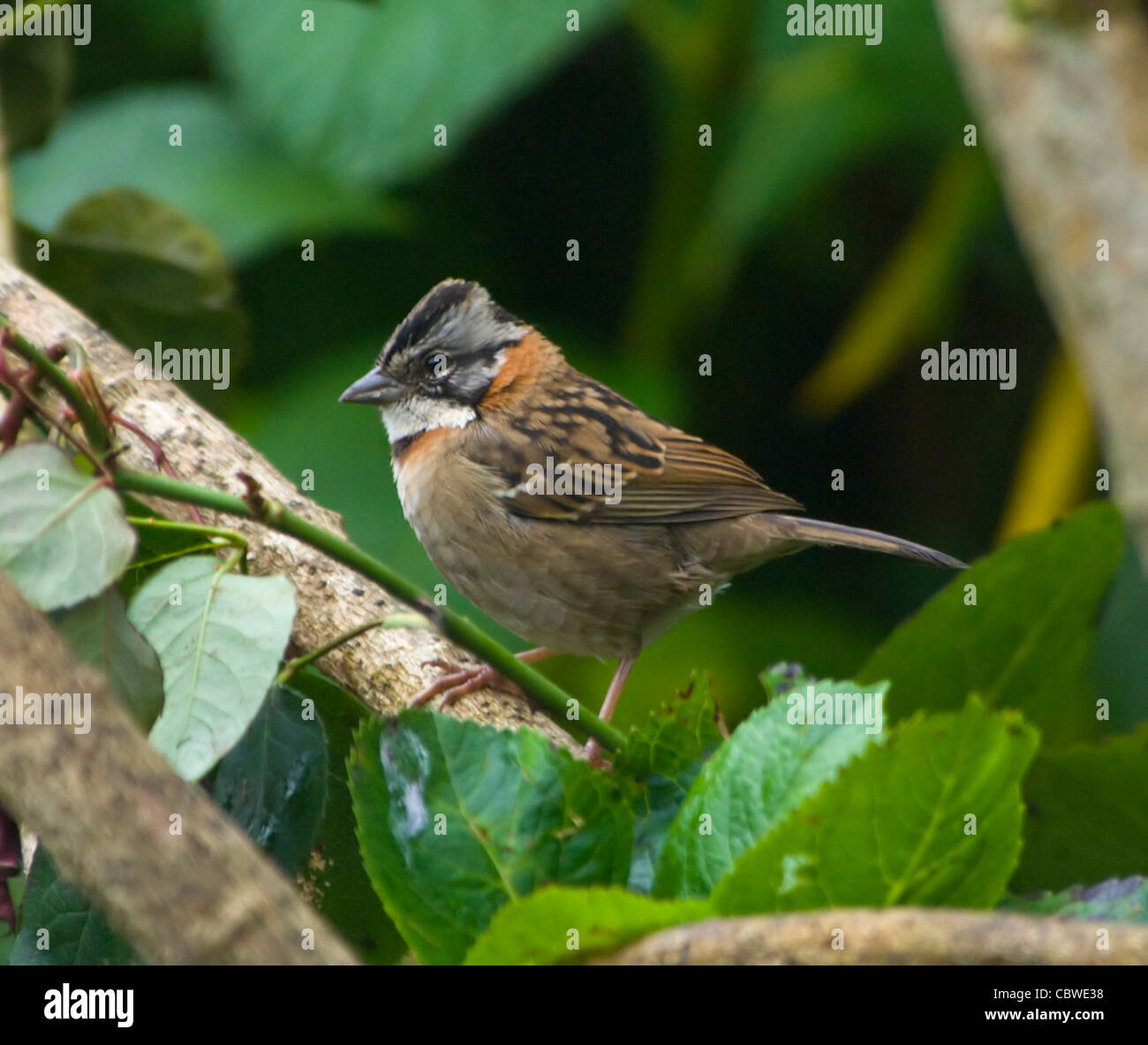 Rufous-Passero a collare Zonotrichia capensis Costa Rica Foto Stock