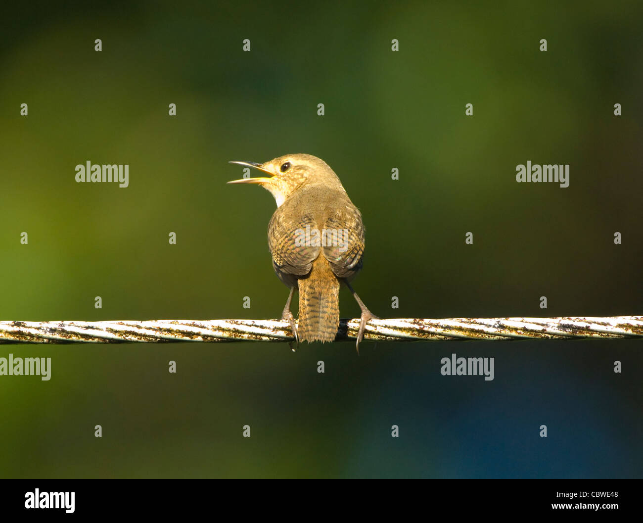 Casa Wren (Troglodytes aedon), Costa Rica Foto Stock