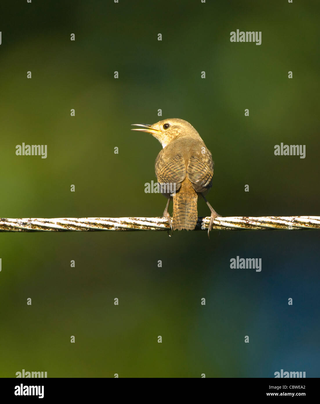 Casa Wren (Troglodytes aedon), Costa Rica Foto Stock