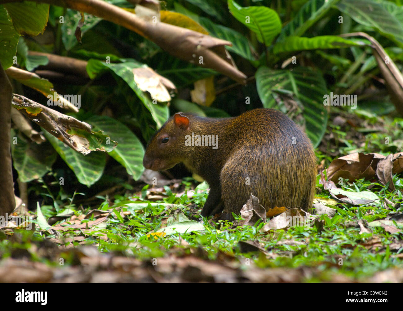 America centrale aguti Dasyprocta punctata Costa Rica Foto Stock
