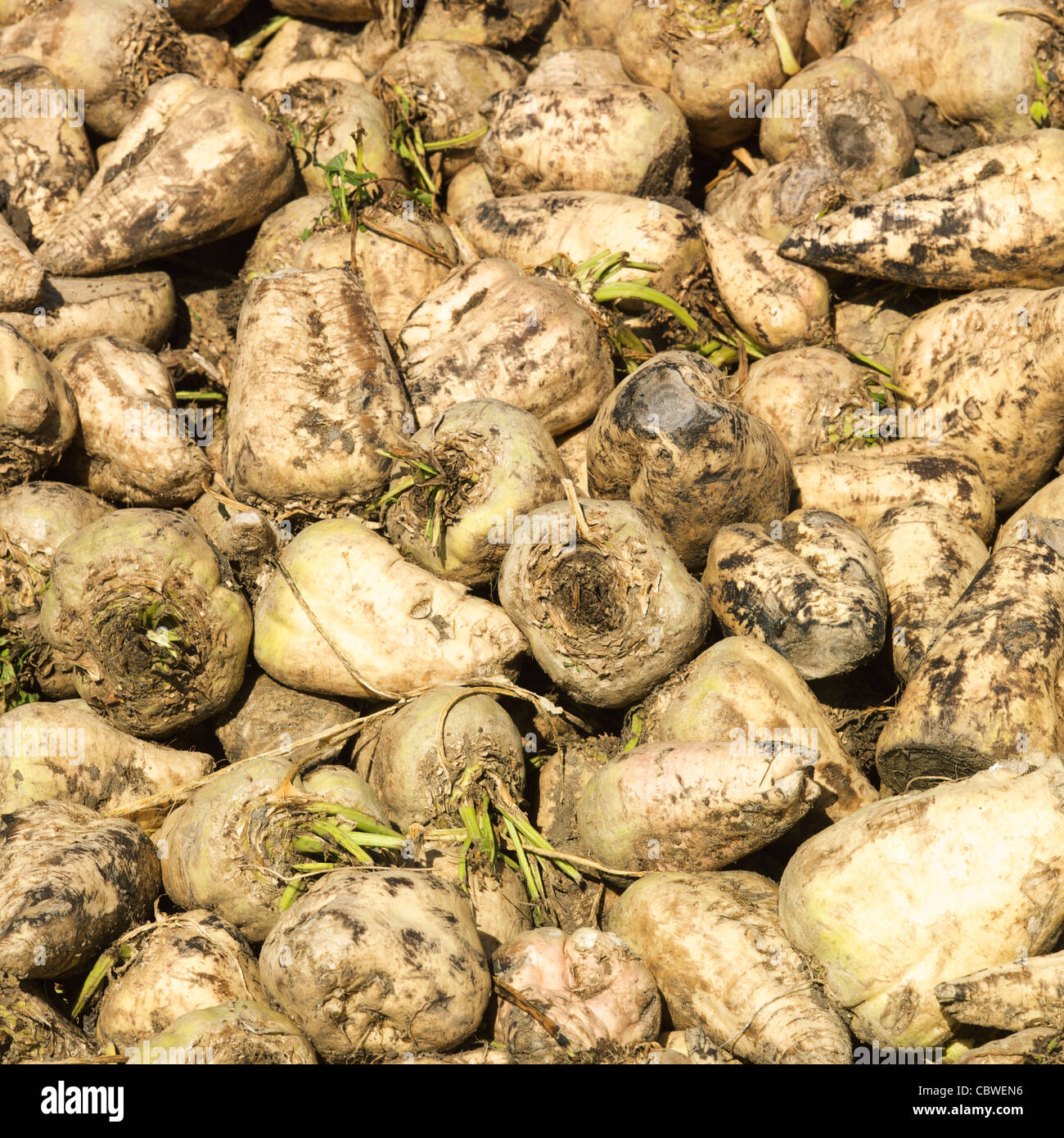 Barbabietole da zucchero (Beta vulgaris) Foto Stock