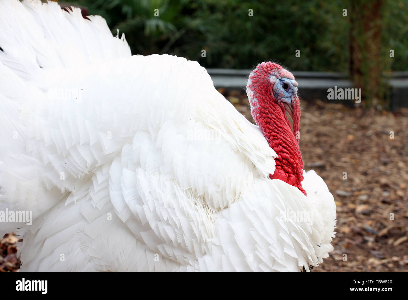 Un grande maschio bianco turchia domestico Foto Stock
