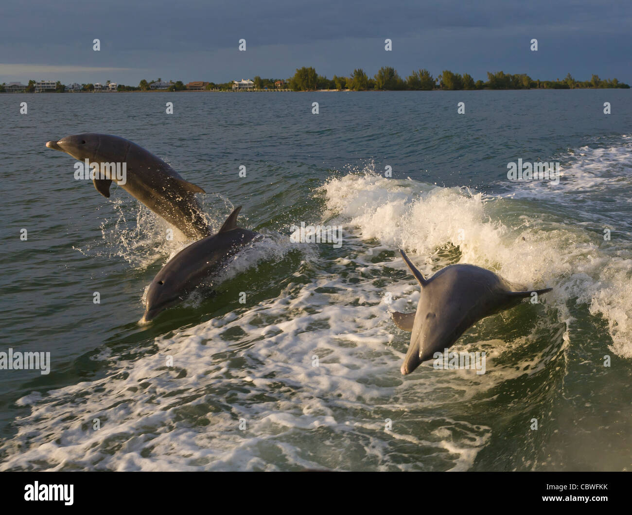 Il tursiope o delfino maggiore jumping nuotare nelle acque al largo Gasparilla Island Florida Foto Stock