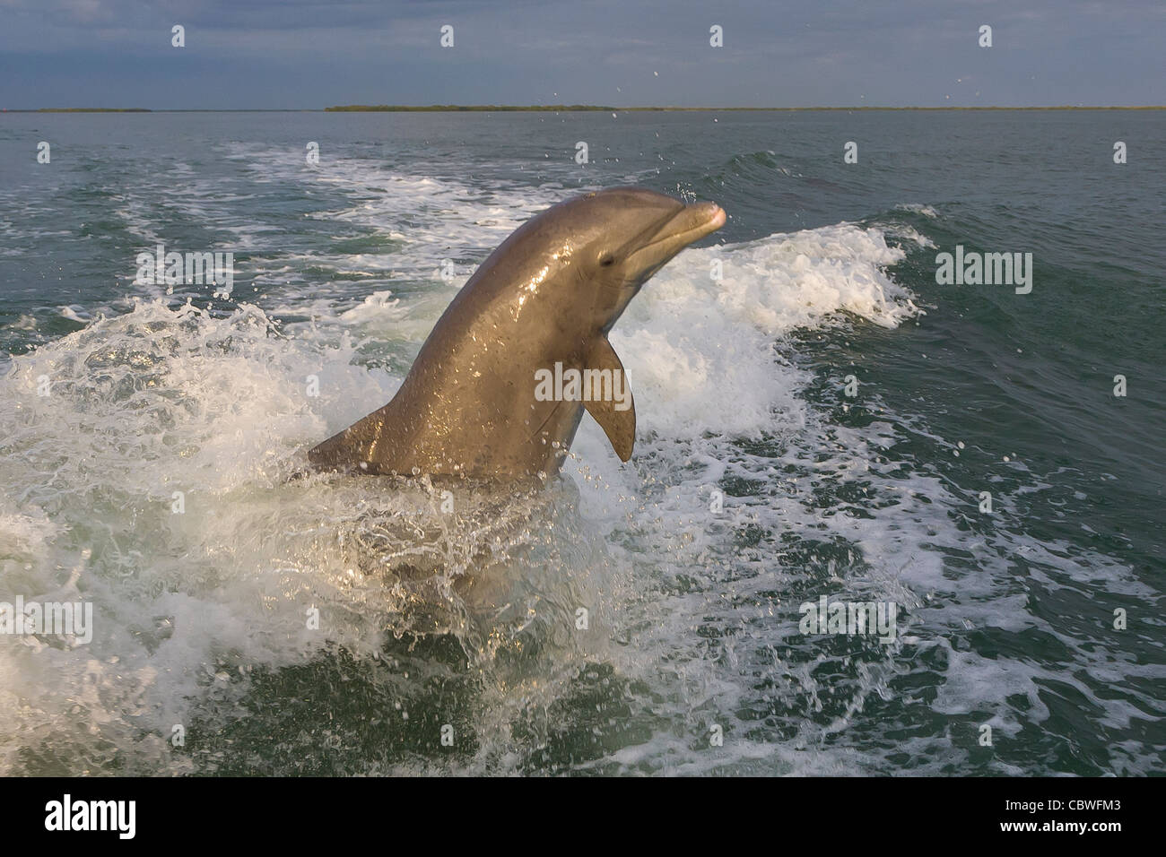Il tursiope o delfino maggiore jumping nuotare nelle acque al largo Gasparilla Island Florida Foto Stock