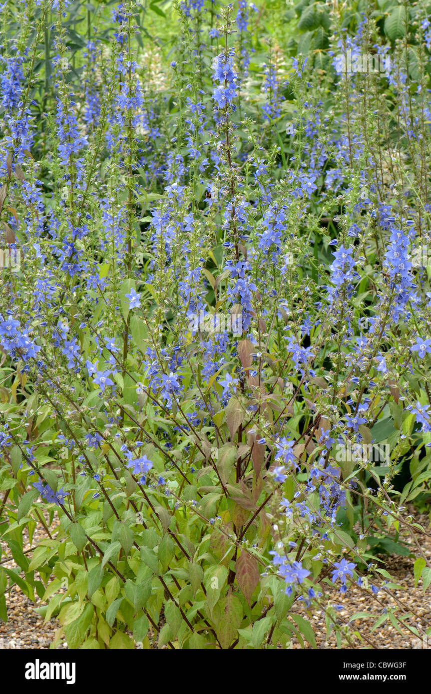 American Campanula (Campanula americana, Campanulastrum americanum), fioritura di stand. Foto Stock