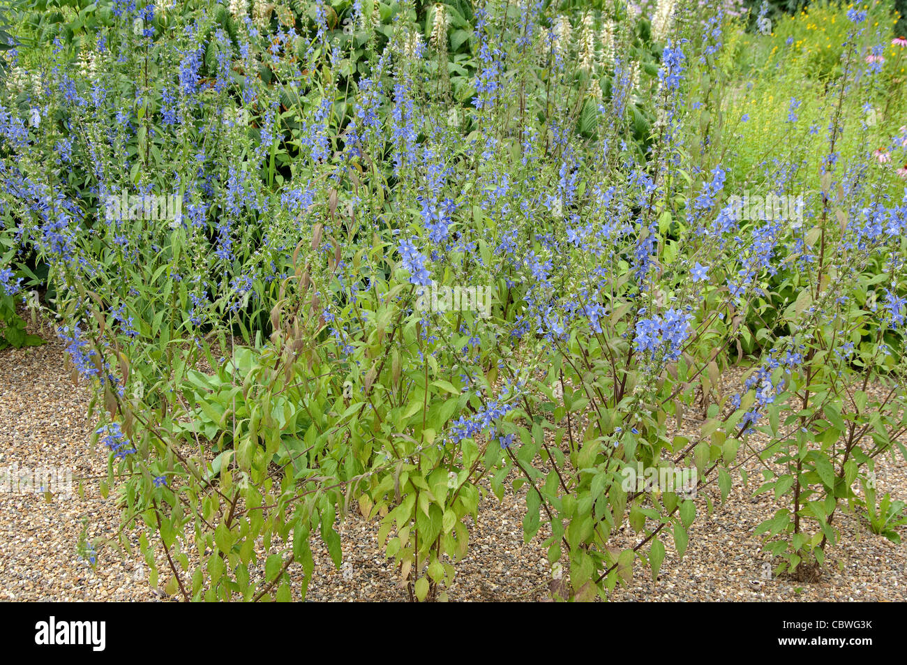 American Campanula (Campanula americana, Campanulastrum americanum), fioritura di stand. Foto Stock