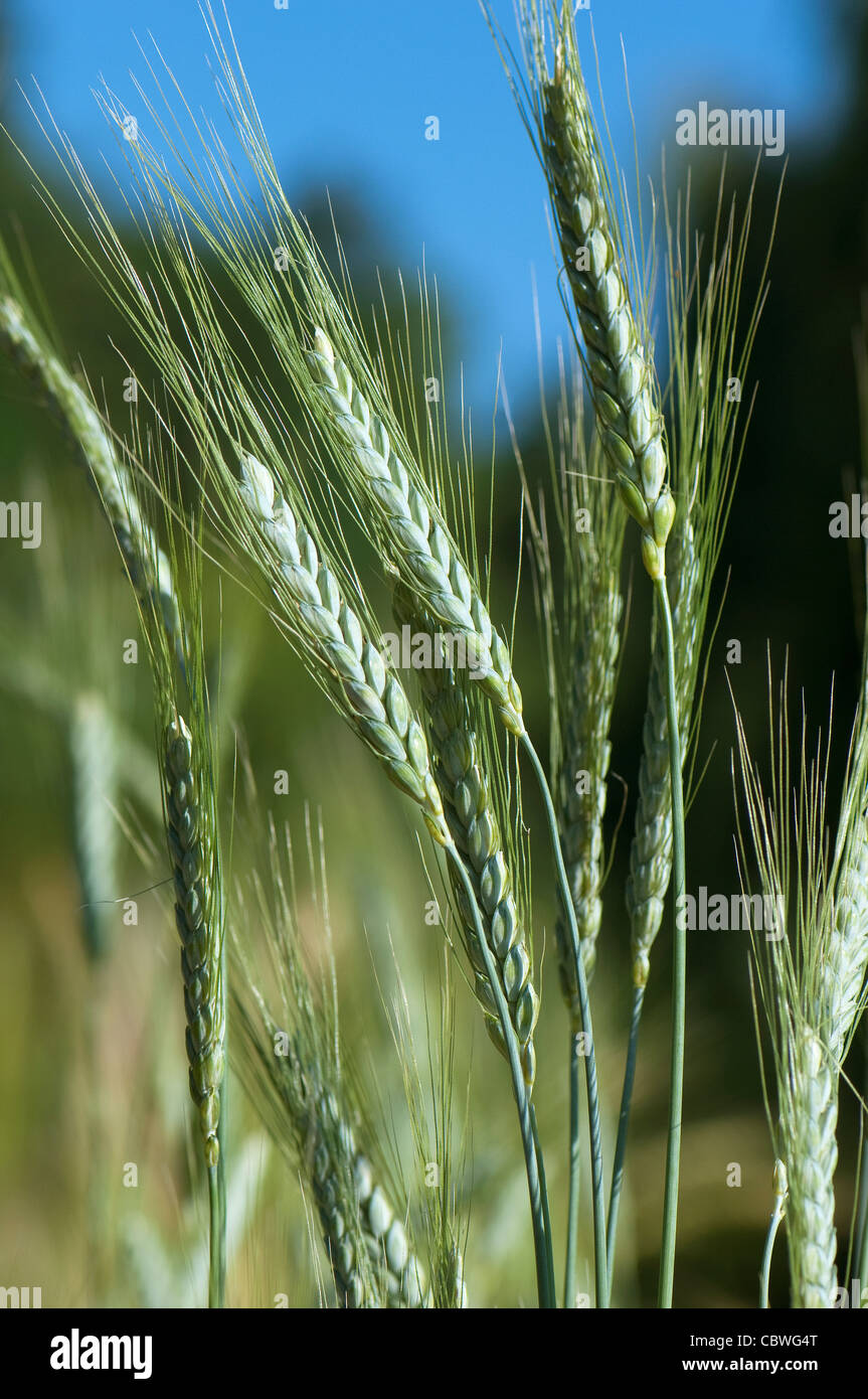 Il Farro (Triticum Dicoccum), Orecchio acerbo. Foto Stock