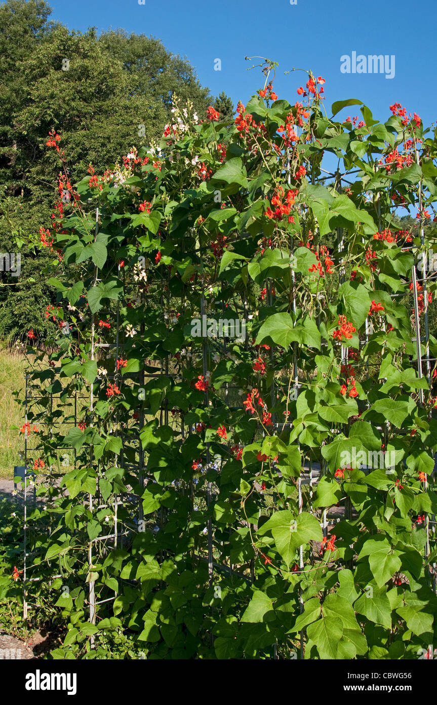 Runner Bean, Scarlet Runner (Phaseolus coccineus), piante fiorite su un supporto. Foto Stock